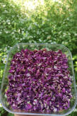 گلبرگ گل محمدی خشک ممتاز | خوشعطر، ارگانیک و مناسب دمنوش، شربت و مصارف گیاهی