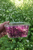 گلبرگ گل محمدی خشک ممتاز | خوشعطر، ارگانیک و مناسب دمنوش، شربت و مصارف گیاهی